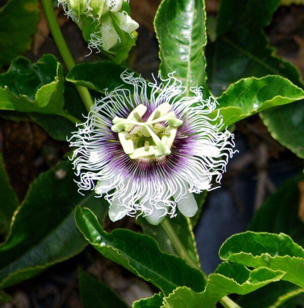 “JD Son Seeds Company” Passion for Gardening? Try 15 Yellow Passion Fruit Vine Seeds