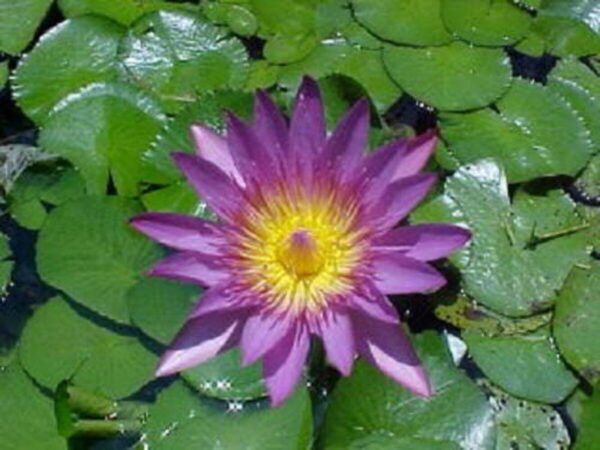 “JD Son Seeds Company” Enhance Your Pond with Elegance: 15 Purple Water Lily Pad Lotus Seeds Await You