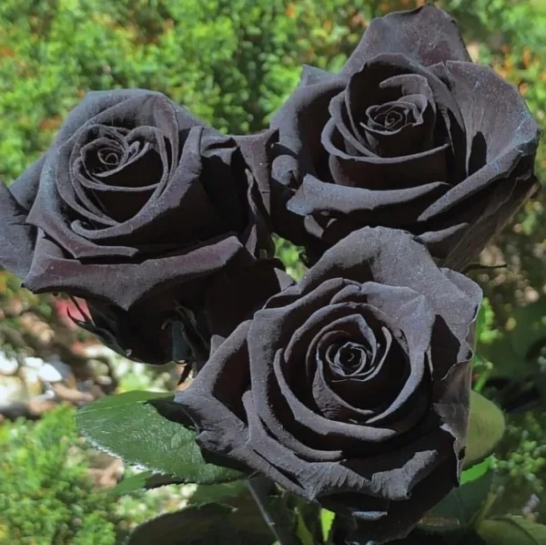 “JD Son Seeds Company” Black Rose Spectacle: Enhance Your Garden with 10 Perennial Seeds