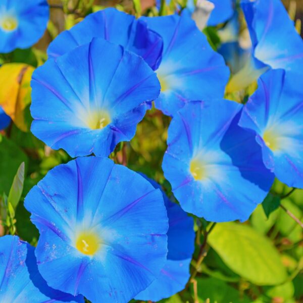 “JD Son Seeds Company” Awaken Your Garden with 75 Heavenly Blue Morning Glory Seeds