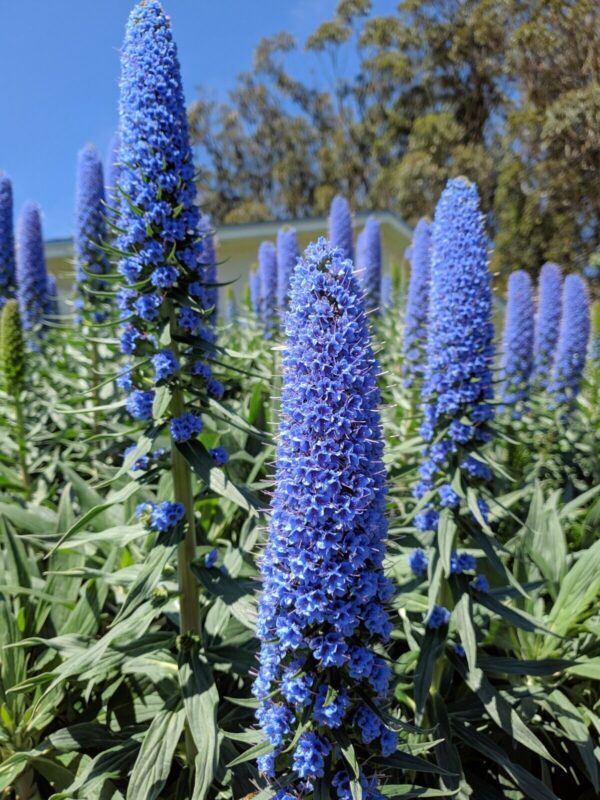 “JD Son Seeds Company” Blue Pride of Madeira Splendor: 75 Echium Candicans Fastuosum Flower Seeds
