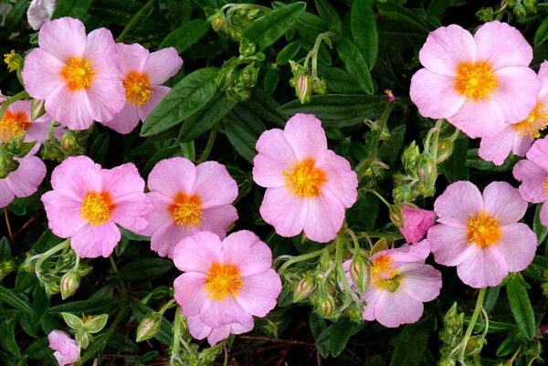 “JD Son Seeds Company” A Sunrose Symphony: 75 Mixed Colors Rock Rose Seeds Await Your Garden