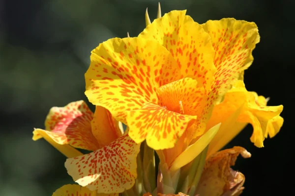 “JD Son Seeds Company” Indian Shot Delight in Yellow: Sow 10 Yellow Canna Lily Seeds