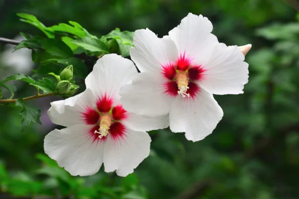 “JD Son Seeds Company” A Fusion of Elegance: 50 White & Hot Pink Hibiscus Syriacus Seeds for Your Garden