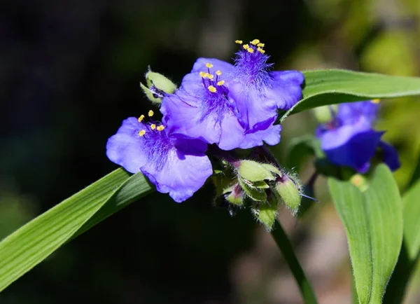 “JD Son Seeds Company” Cultivate Spiderwort Bliss: Planting 125 Purple Ohio Spiderwort Seeds